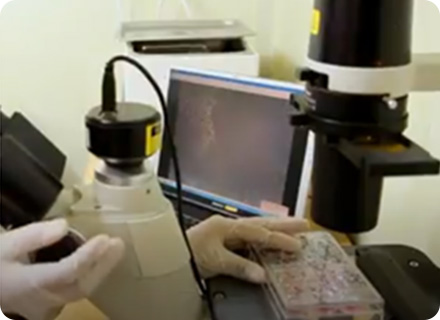 세포 배양 및 효능 시험